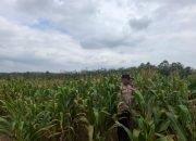 Bhabinkamtibmas Polsek Belitang II Cek Lahan Jagung Warga, Dukung Ketahanan Pangan Desa