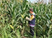 Bhabinkamtibmas BP Peliung Lanjutkan Monitoring Jagung di Banu Mas, Pastikan Pertumbuhan Optimal