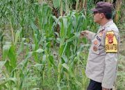 Bhabinkamtibmas Polsek BP Peliung Aktif Dampingi Petani Jagung di Desa Bantan Pelita
