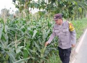 Bhabinkamtibmas Polsek BP Peliung Monitoring Lahan Jagung di Desa Banu Mas