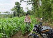 Bhabinkamtibmas Srimulyo Tinjau Lahan Jagung Warga, Dukung Program Ketahanan Pangan Nasional