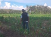 Polsek Belitang II Dukung Ketahanan Pangan, Aipda Hendro Saputro Monitoring Lahan Jagung Warga di Darmabuana