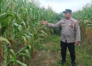 Bhabinkamtibmas Polsek Madang Suku I Pantau Pertumbuhan Jagung di Harjomulyo Jaya