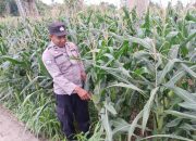 Pantauan di Desa Bantan, Kanit Binmas Polsek BP Peliung Pastikan Pertumbuhan Jagung Berjalan Baik