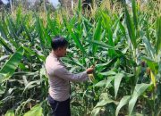 Cek Lahan di Pemetung Basuki, Kanit Binmas Polsek BP Peliung Optimalkan Program Jagung Produktif