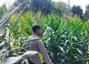 Monitoring Intensif di Desa Saung, Kanit Binmas Polsek BP Peliung Pastikan Pertumbuhan Jagung Optimal