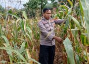 Kanit Binmas Polsek BP Peliung Aktif Monitoring Lahan Jagung, Perkuat Ketahanan Pangan di Desa Banu Mas