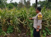 Pantau Pertumbuhan Jagung, Bhabinkamtibmas Polsek BP Peliung Perkuat Peran di Sektor Pangan