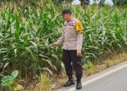 Bhabinkamtibmas Polsek BP Peliung Rutin Pantau Lahan Jagung, Dorong Optimalisasi Ketahanan Pangan