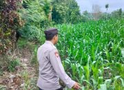 Polsek BP Peliung Intensifkan Pemantauan Lahan Jagung, Wujud Dukungan Program Ketahanan Pangan