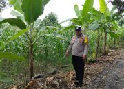 Bhabinkamtibmas Polsek BP Peliung Cek Lahan Jagung di Negeri Agung, Perkuat Program Ketahanan Pangan