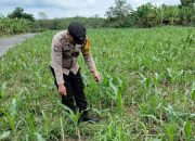 Pantau Lahan Jagung di Banu Ayu, Bhabinkamtibmas Polsek BP Peliung Dorong Kemandirian Pangan Warga