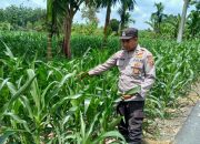 Cek Lahan Baru, Kanit Binmas Polsek BP Peliung Pantau Tanaman Jagung di Negeri Agung