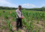 Kanit Binmas Polsek BP Peliung Tinjau Lahan Jagung di Desa Saung, Pastikan Pertumbuhan Optimal