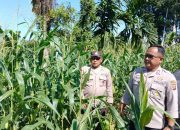 Bhabinkamtibmas Polsek BP Peliung Lakukan Monitoring Jagung di Negeri Pakuan, Dukung Ketahanan Pangan Nasional