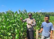 Lahan Jagung di Bantan Pelita Dipantau, Polsek BP Peliung Perkuat Program Ketahanan Pangan