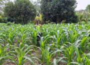 Polsek Belitang II Cek Lahan Jagung Warga, Dukung Program Ketahanan Pangan di Purwosari