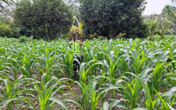 Polsek Belitang II Cek Lahan Jagung Warga, Dukung Program Ketahanan Pangan di Purwosari