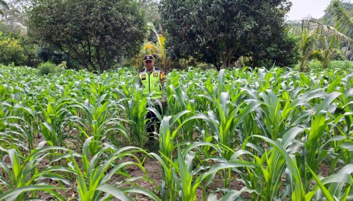 Polsek Belitang II Cek Lahan Jagung Warga, Dukung Program Ketahanan Pangan di Purwosari