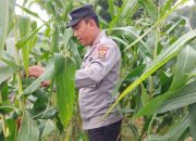 Kasium Polsek BP Peliung Turun Langsung Pantau Lahan Jagung, Optimalkan Peran Polisi dalam Ketahanan Pangan