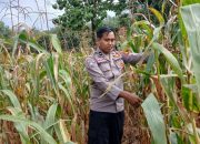 Kanit Bimas Polsek BP Peliung Intensifkan Kontrol Tanaman Jagung Demi Dukung Ketahanan Pangan Nasional