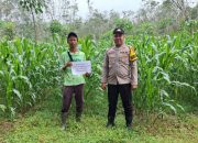 Polisi Turun ke Lahan, Pastikan Program Ketahanan Pangan di Belitang II Berjalan Optimal