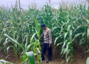 Perkuat Ketahanan Pangan, Kanit Bimas Polsek BP Peliung Tinjau Lahan Jagung di Desa Bantan
