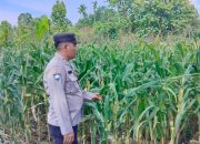 Monitoring Intensif, Kanit Bimas Polsek BP Peliung Tinjau Lahan Jagung di Pemetung Basuki