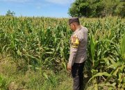Dukung Ketahanan Pangan, Bhabinkamtibmas Polsek Madang Suku I Cek Perkembangan Tanaman Jagung Warga