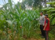 Polsek Belitang II Cek Lahan Jagung Warga, Dukung Program Ketahanan Pangan
