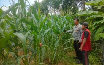 Polsek Belitang II Cek Lahan Jagung Warga, Dukung Program Ketahanan Pangan