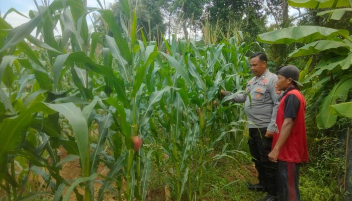 Polsek Belitang II Cek Lahan Jagung Warga, Dukung Program Ketahanan Pangan