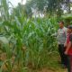 Polsek Belitang II Cek Lahan Jagung Warga, Dukung Program Ketahanan Pangan