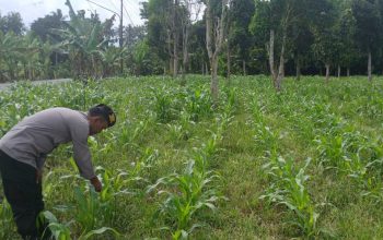 Kanit Patroli Polsek BP Peliung Lakukan Monitoring Dini, Pastikan Pertumbuhan Jagung Stabil