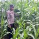 Dari Bantan Pelita, Kanit Bimas Polsek BP Peliung Dorong Ketahanan Pangan Lewat Pemantauan Jagung