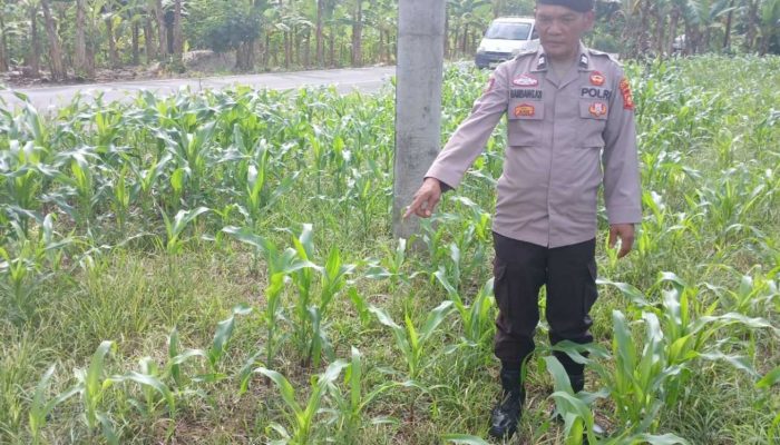 Kanit Patroli Polsek BP Peliung Turun ke Lahan, Pastikan Pertumbuhan Jagung Berjalan Optimal