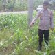 Kanit Patroli Polsek BP Peliung Turun ke Lahan, Pastikan Pertumbuhan Jagung Berjalan Optimal