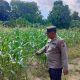 Pantau Lahan Jagung Binaan, Personel Polsek BP Peliung Dorong Produktivitas Warga