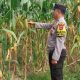 Polsek Madang Suku I Lakukan Monitoring Lahan Jagung Warga di Desa Mengulak