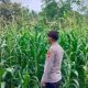 Kanit Provos Polsek BP Peliung Tinjau Lahan Jagung di Banu Ayu, Pastikan Program Pangan Berjalan Optimal