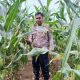 Sejak Pagi, Kanit Binmas Polsek BP Peliung Monitoring Lahan Jagung di Desa Saung
