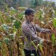 Pantau Pertumbuhan Jagung, Bhabinkamtibmas BP Peliung Optimalkan Lahan Kosong di Trantang Sakti