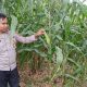 Cek Lahan Jagung di Trantang Sakti, Polsek BP Peliung Perkuat Ketahanan Pangan Lokal