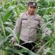 Polsek BP Peliung Intensifkan Pengawasan Lahan Jagung, Dukung Ketahanan Pangan Nasional