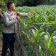 Dukung Ketahanan Pangan, Bhabinkamtibmas Polsek Madang Suku I Tinjau Lahan Jagung Warga di Belitang Madang Raya