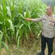 Bhabinkamtibmas Polsek Belitang II Tinjau Lahan Jagung Warga, Pastikan Program Ketahanan Pangan Berjalan