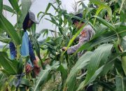 Cek Lahan Jagung di Pulau Bantan, Kasium Polsek BP Peliung Pastikan Program Pangan Berjalan Optimal
