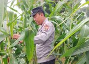 Kasium Polsek BP Peliung Monitoring Lahan Jagung di Bandar Jaya, Dorong Produktivitas Warga