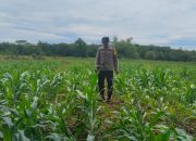 Brigpol Ferdy Turun ke Lahan, Bhabinkamtibmas BP Peliung Intensifkan Kontrol Jagung di Desa Saung