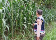 Bhabinkamtibmas Polsek BP Peliung Pantau Lahan Jagung di Banu Ayu, Dorong Produktivitas Petani